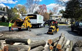 Best Tree Removal Service  in Northwest Harwich, MA