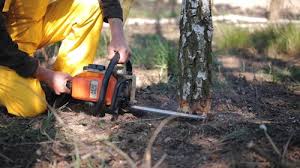 Best Root Management and Removal  in Northwest Harwich, MA