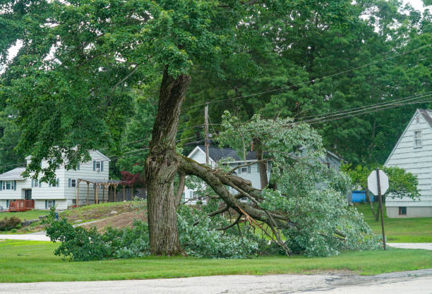 Why Choose Our Tree Removal Services in Northwest Harwich, MA?