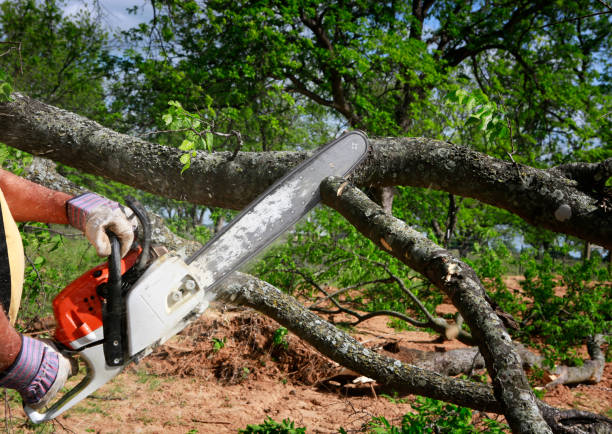 Trusted Northwest Harwich, MA Tree Services Experts